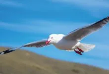 seagull