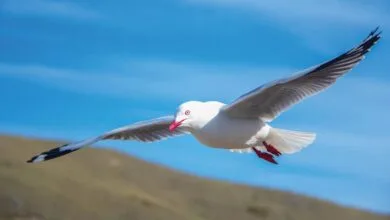 seagull